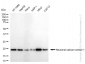 KD-Validated Anti-Neuronal Calcium Sensor 1 Rabbit Monoclonal Antibody